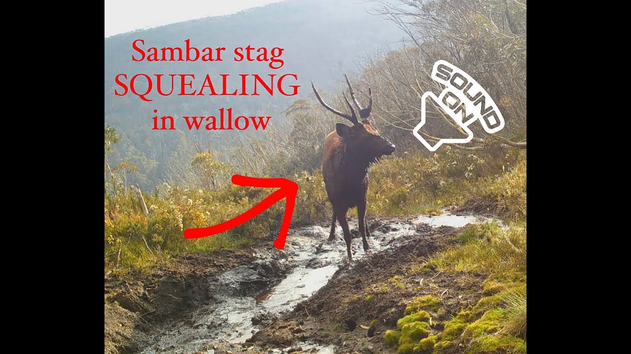Sambar Stag Squealing in wallow - Full length Trail Camera footage - Stealth Camera