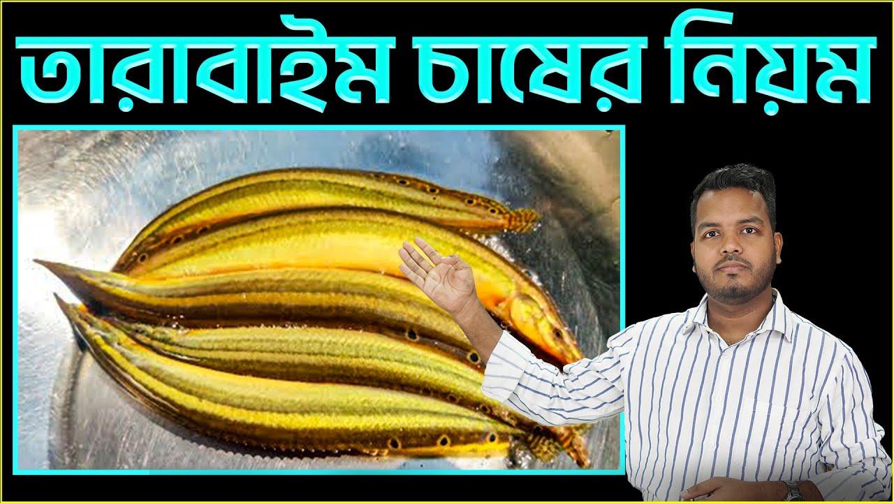 তারাবাইম মাছ চাষের নিয়ম || Sakib AGRO || তারাবাইম মাছ চাষ || বিনা খাবারে তারাবাইম মাছের চাষ
