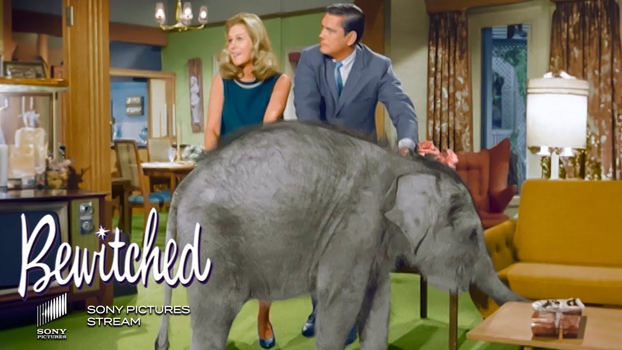 An elephant in Sam's house | Bewitched - TV Show | Sony Pictures– Stream