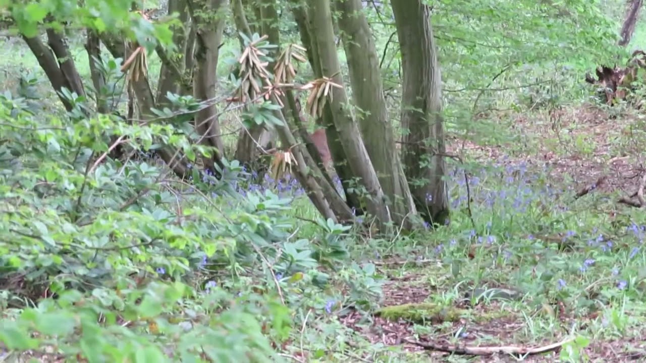 Male Roe Deer spotted!