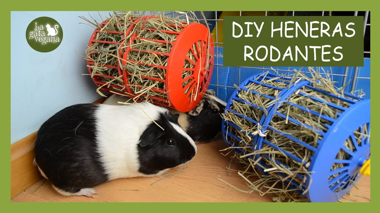 DIY HENERAS RODANTES PARA COBAYAS, CONEJOS Y CHINCHILLAS CON RUEDAS PARA HAMSTER | HAZLO TÚ MISMO