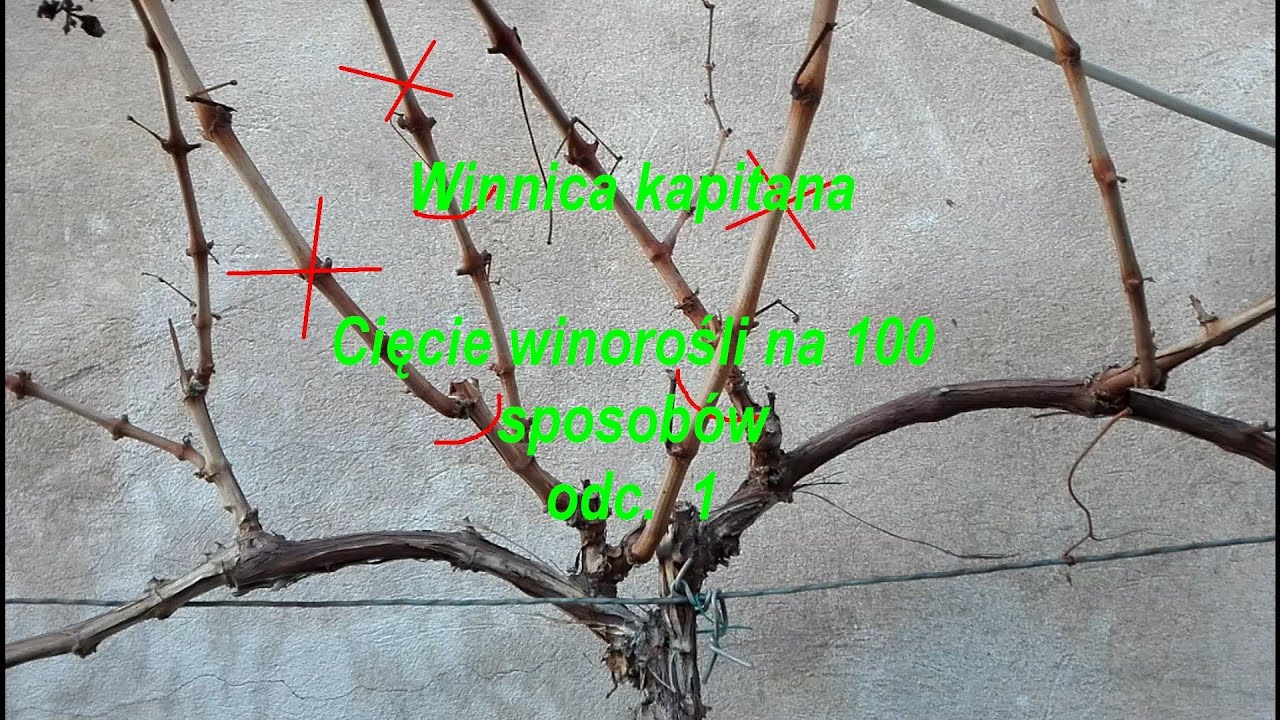 Cięcie winorośli na 100 sposobów odc  1