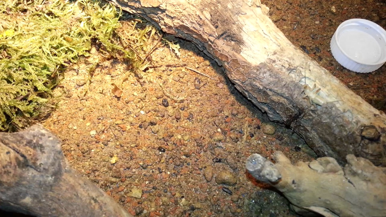 Diacamma scalpratum