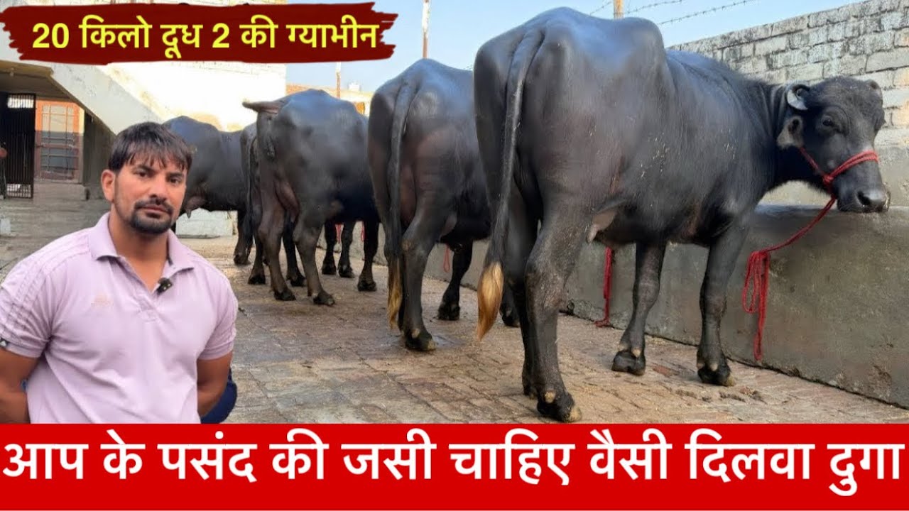 2 महिने की गयाभीन 20 किलो दूध तैयार की Pahalwan Dairy farm Dairy Farm ✅