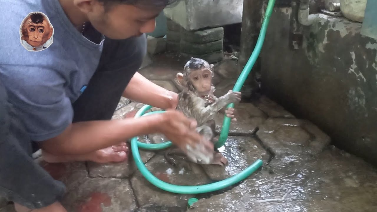 Miki's father bathes baby monkey Miki after work so Miki is clean #mokimonkey #cutemonkey #monpai