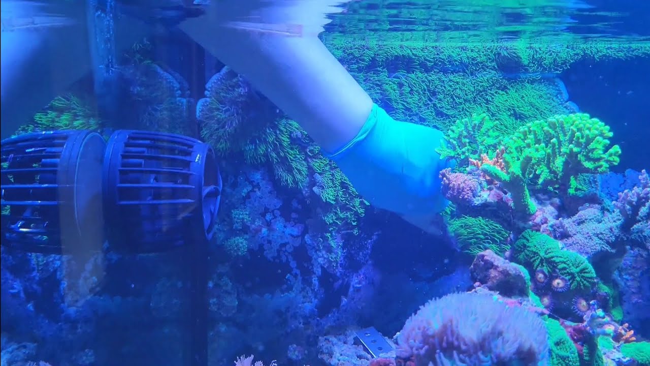 How To Frag GSP, Rescaping To Another Tank, Part 1