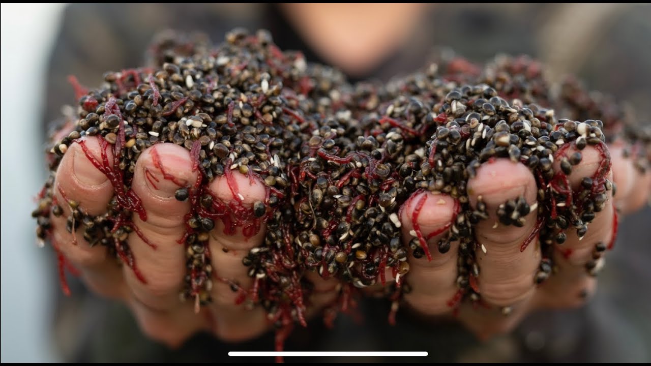 Karpervissen met Partikels gemixed met echte Bloedwormen | Krill | Vlokreeften! bij Visaasonline.nl