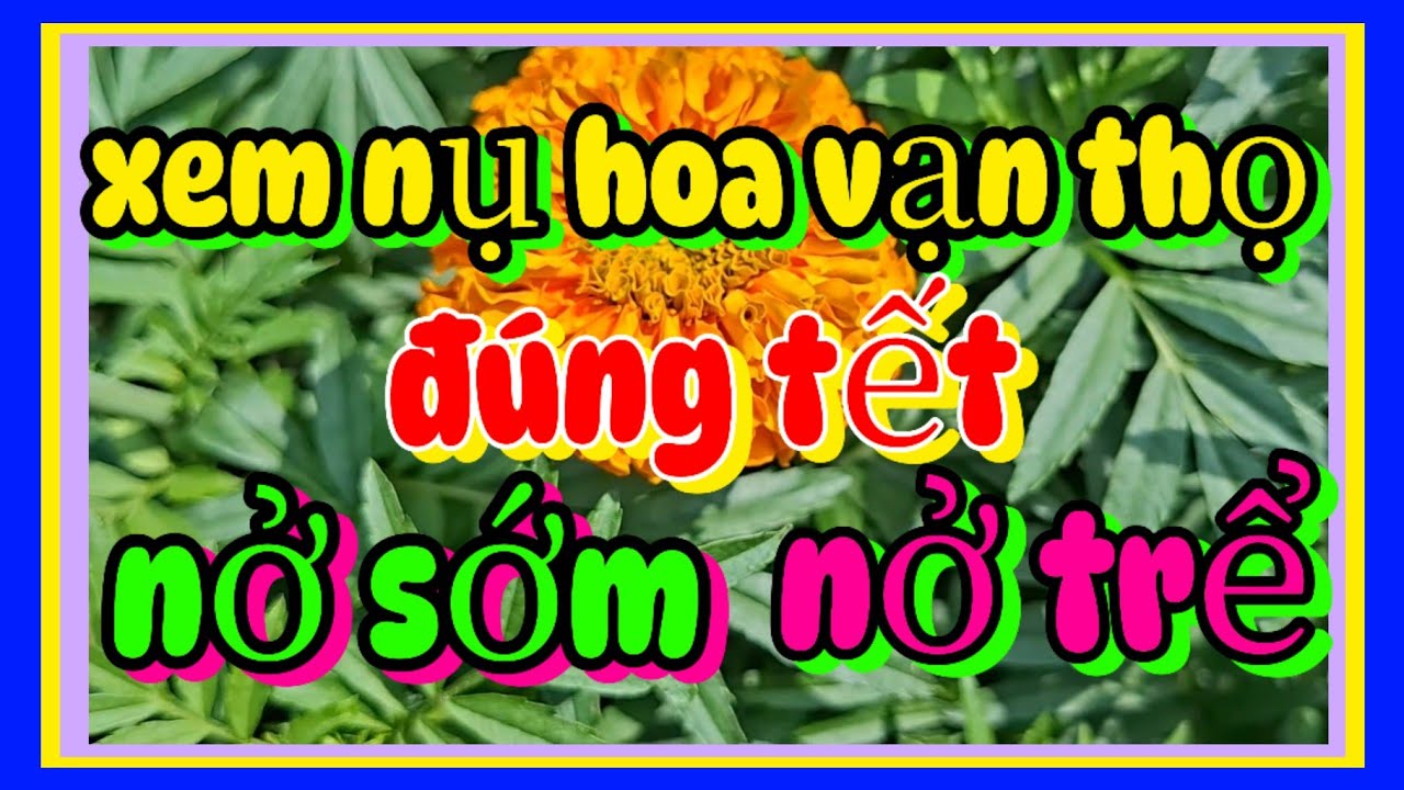 17/12 âl xem nụ hoa vạn thọ nở đúng tết nở sớm và nở trể