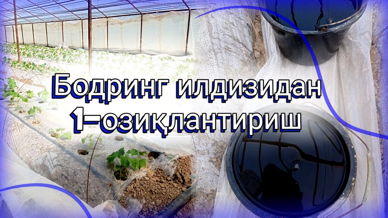 Бодринг баргларини сўлиши, илдизидан 1-озиқлантириш