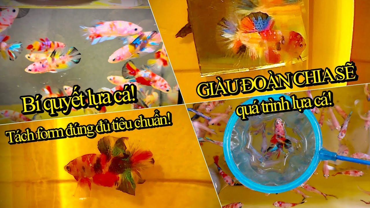 Cận cảnh quá trình lựa cá BETTA bầy tách form / bí quyết lựa cá BETTA đúng cách đủ tiêu chuẩn!