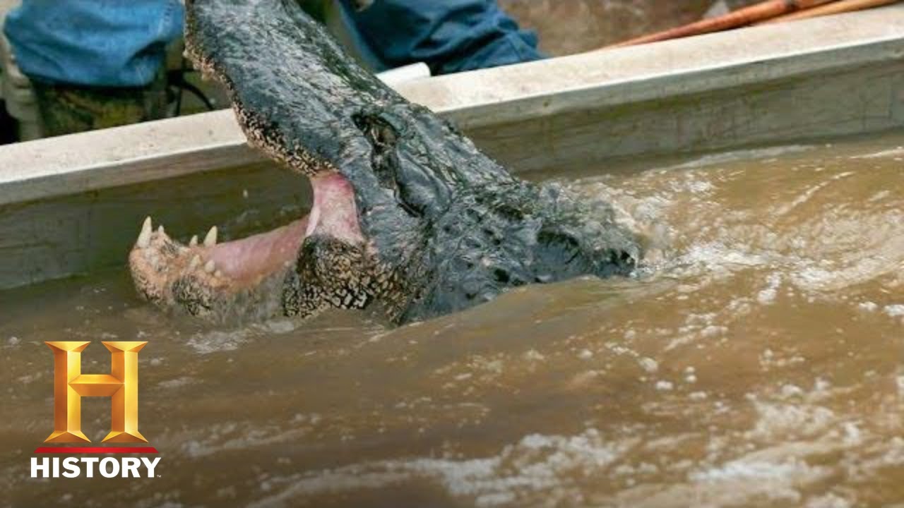 Swamp People: Troy's GIANT GATOR CATCH Ends the Hunt (Season 8) | History