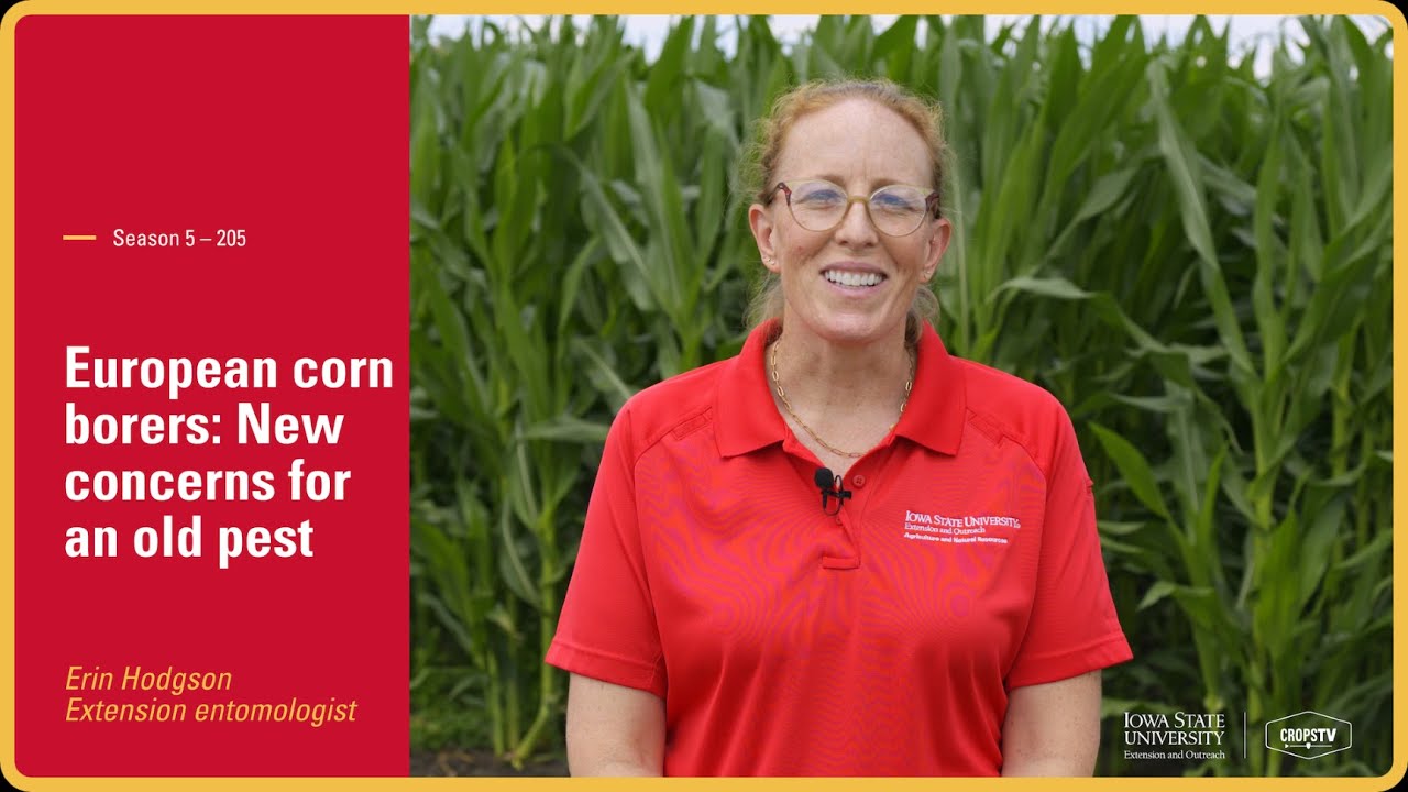 European corn borers: New concerns for an old pest