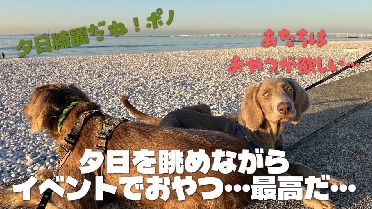 【ワイマラナーのルルポノ行楽#14】イベント・おやつ・夕日！泉南ロングパークでのお散歩は最高です♪