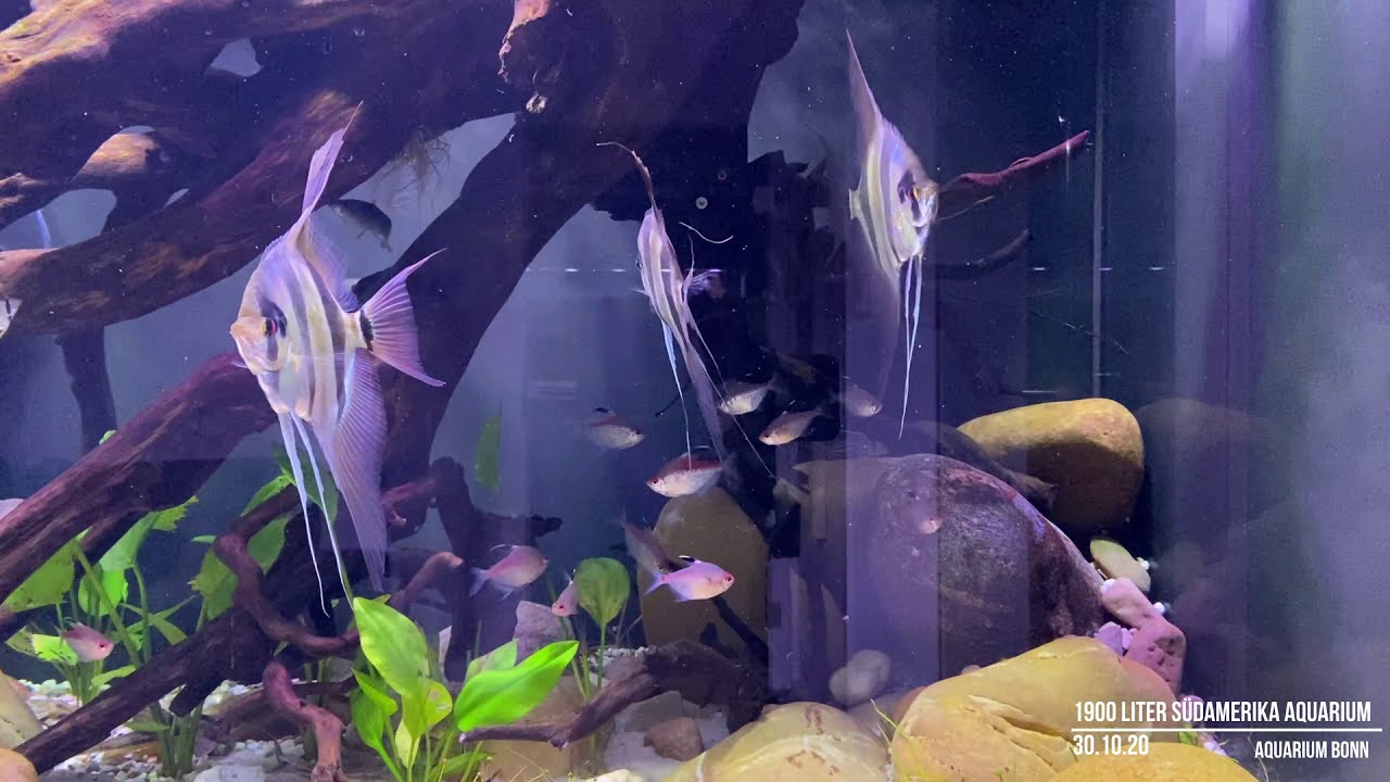 ++ 1900 Liter Südamerika Aquarium Stand 30.10.20 ++