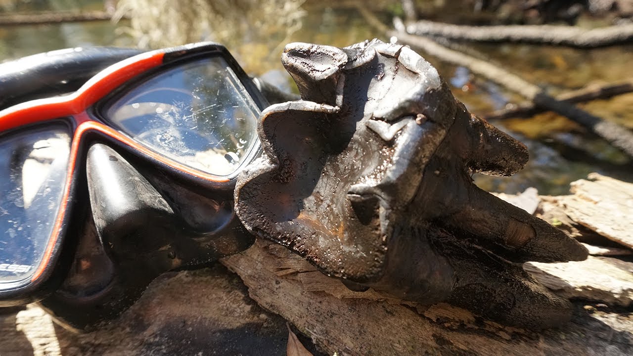 Ice Age Graveyard Discovered Fossil Hunting in Florida