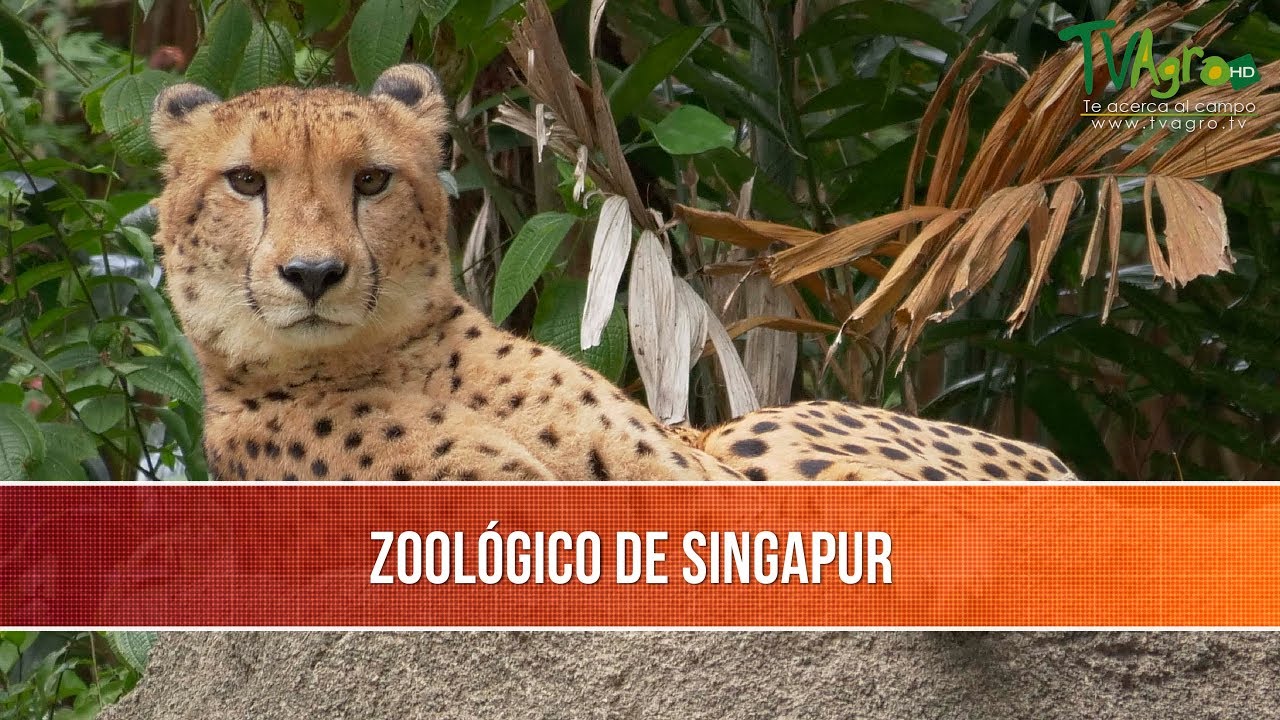 Zoologico de Singapur- TvAgro por Juan Gonzalo Angel Restrepo