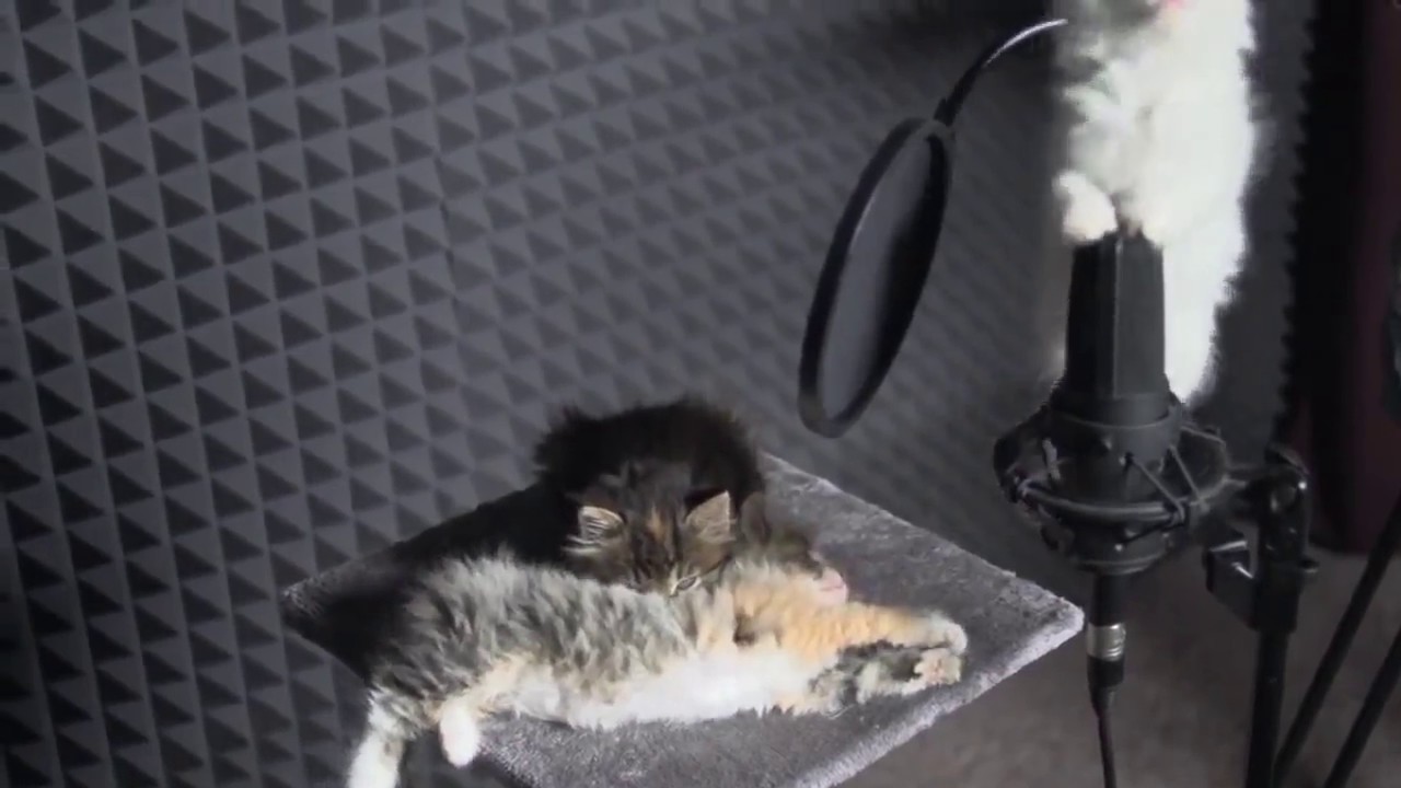 Cute KITTENS Sing In AUTOTUNE