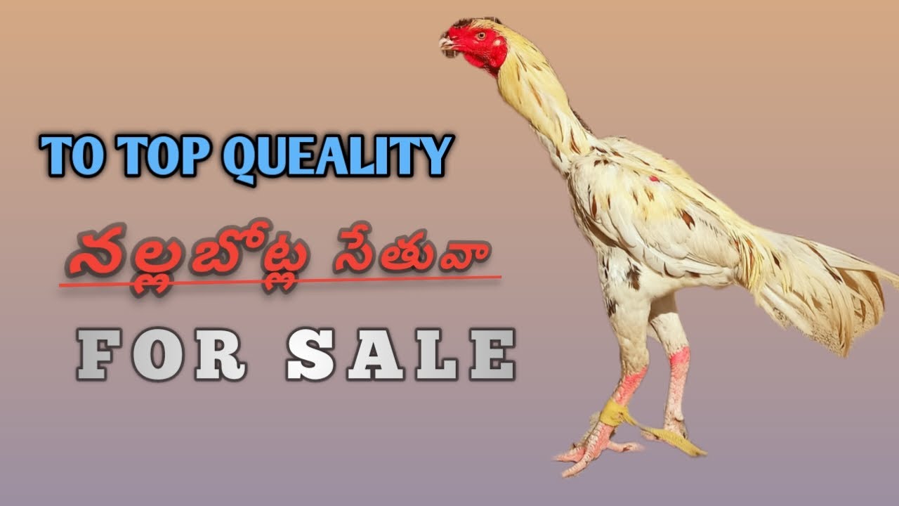 TOP QUEALITY || NALLA BOTLA SETHUVA || FOR SALE || +91 95020 90981|| @Ss_farms_8822