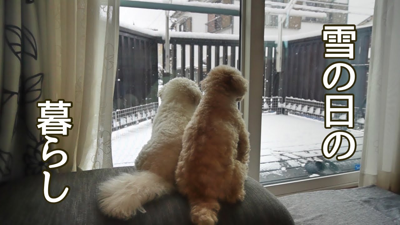 50代主婦の日常 / 雪の日の1日 / お弁当作り / 選挙 / 主婦の昼ごはん / 犬のいる暮らし / 暮しのvlog