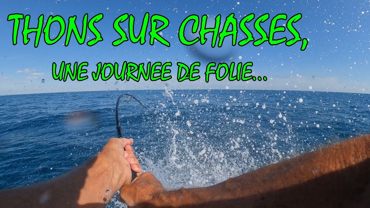 Touches en direct de thons sur chasses