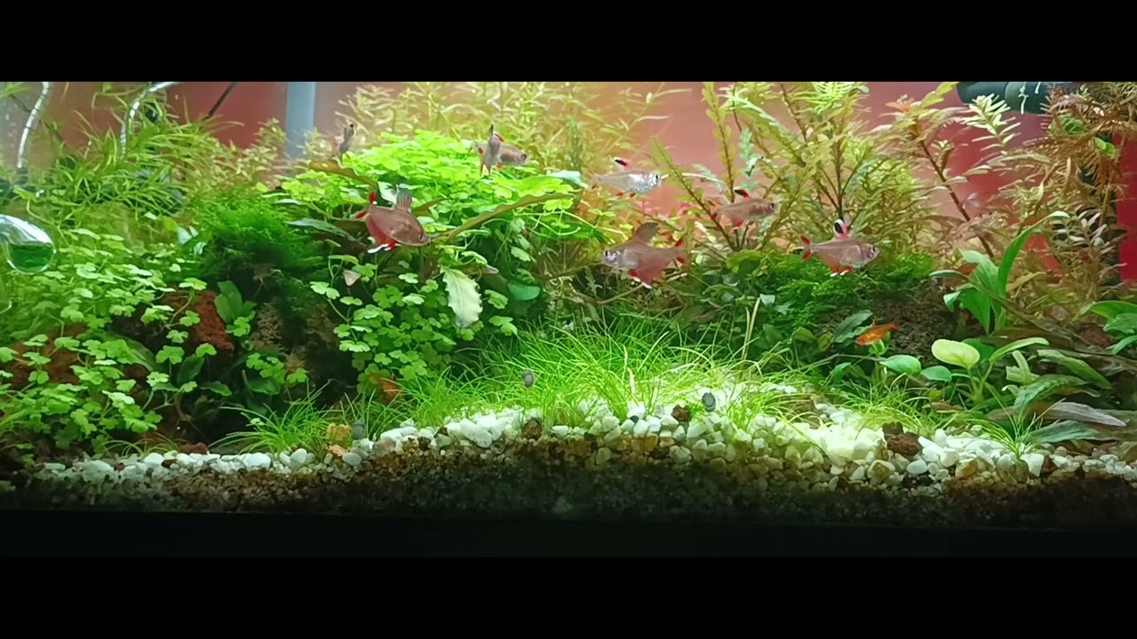 Обыкновенный орнатус (лат. Hyphessobrycon bentosi) aquarium