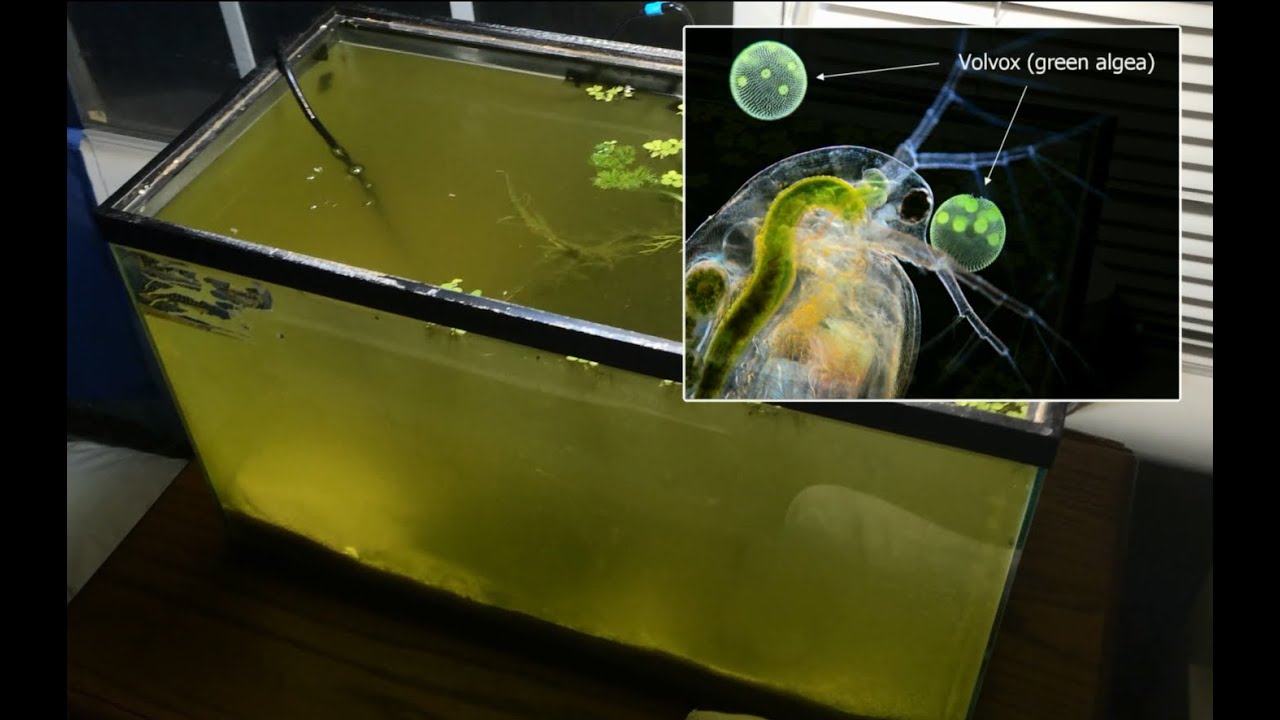 Raising Daphnia for the Freshwater Aquarium
