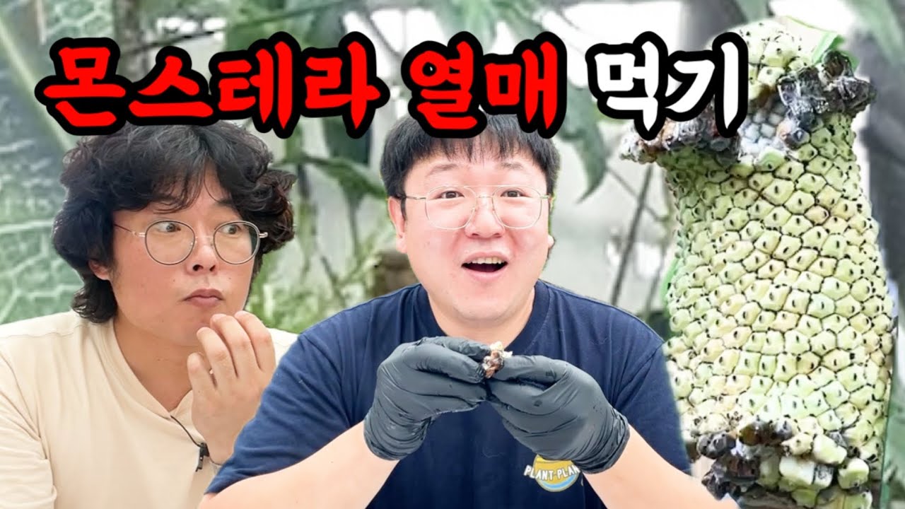 몬스테라 열매 먹어봤습니다. 지구상에서 맛 볼 수 없는 맛이었죠. #식물 #식물탐구 #식물튜브 #식물초보 #몬스테라 #몬스테라알보