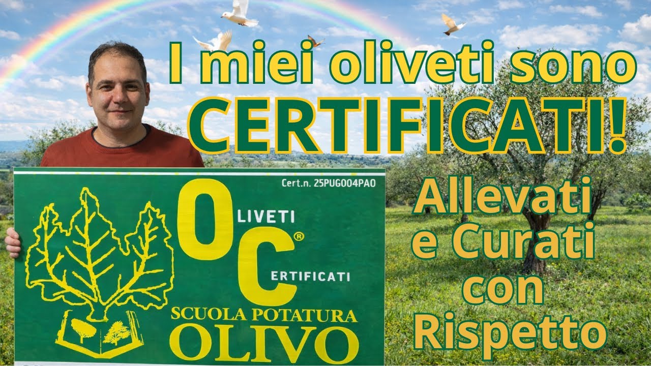 I miei oliveti diventano CERTIFICATI! Ecco cosa significa 🔥