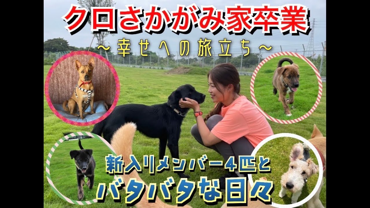 【クロ卒業SP】沖縄からやってきた４匹の紹介♪