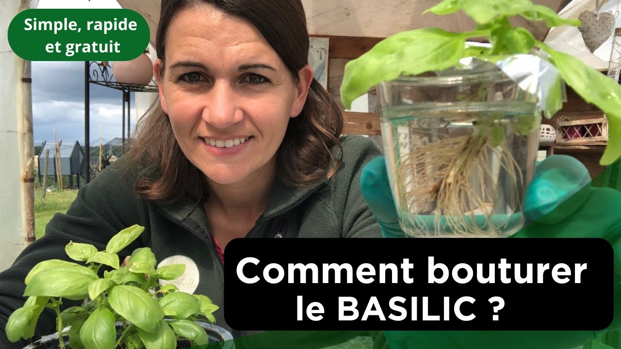 Comment bouturer le basilic ?