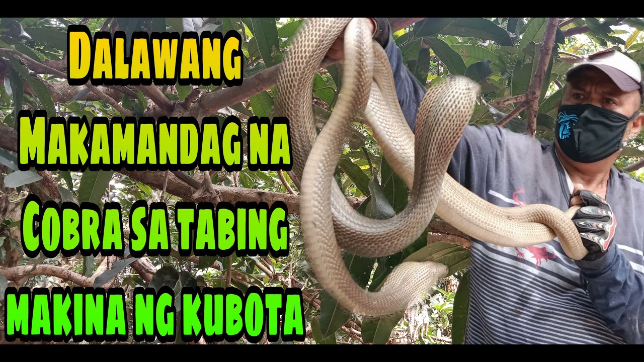 DALAWANG MAKAMANDAG NA COBRA HINDI NAKATAKAS KAY Rod Haring Tuklaw