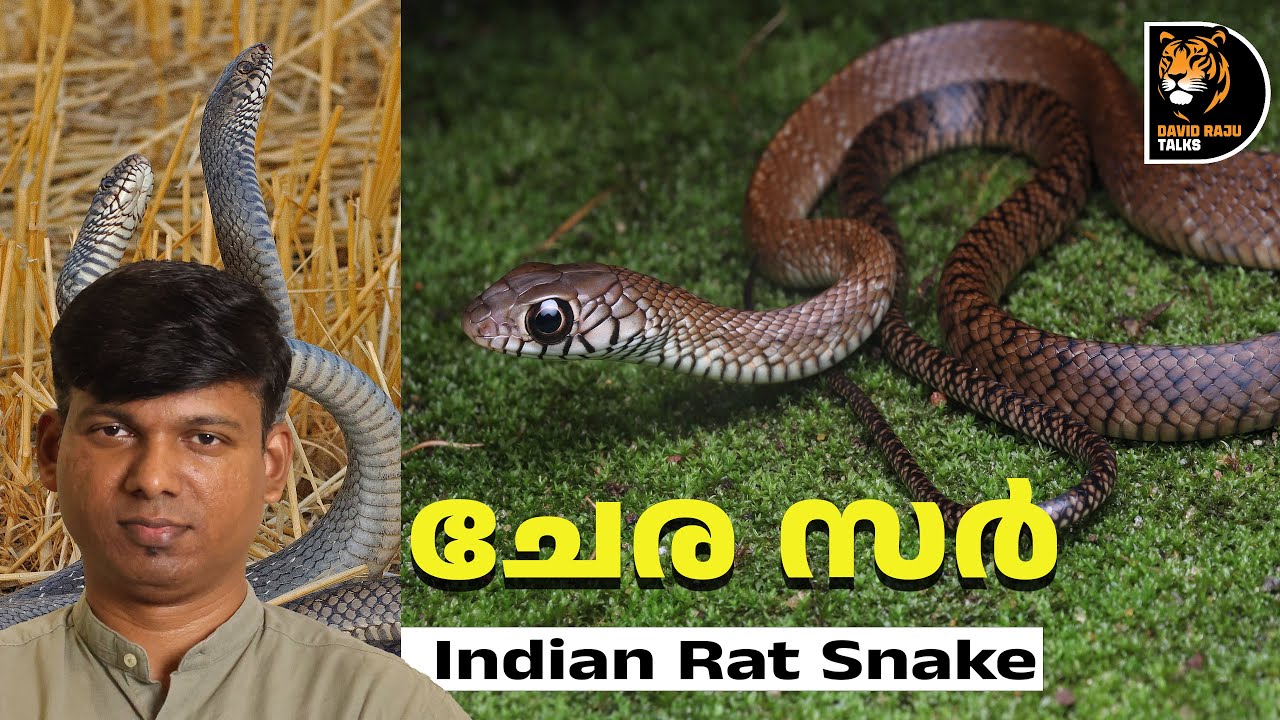 നമ്മുടെ സ്വന്തം ‘ചേര സർ‘ ;Indian Rat Snake #davidrajutalks #snake #wildlife