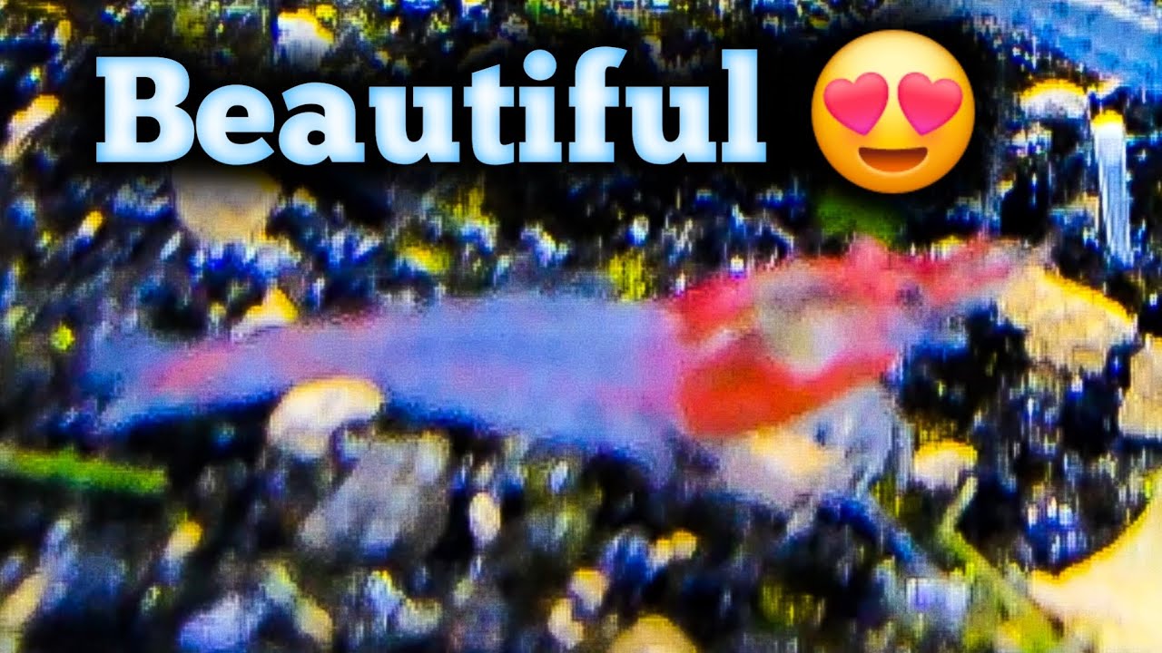 Journey to Blue Jelly Red Rili Shrimp