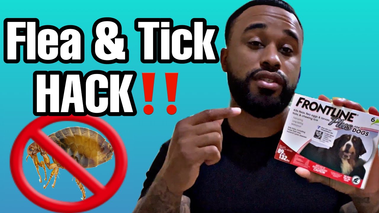 Flea Treatment for dogs! Most are doing it wrong!?