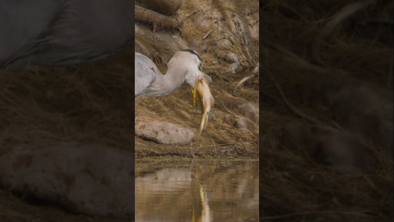 Great Blue Heron Eats Huge Fish #explore #travel #adventure