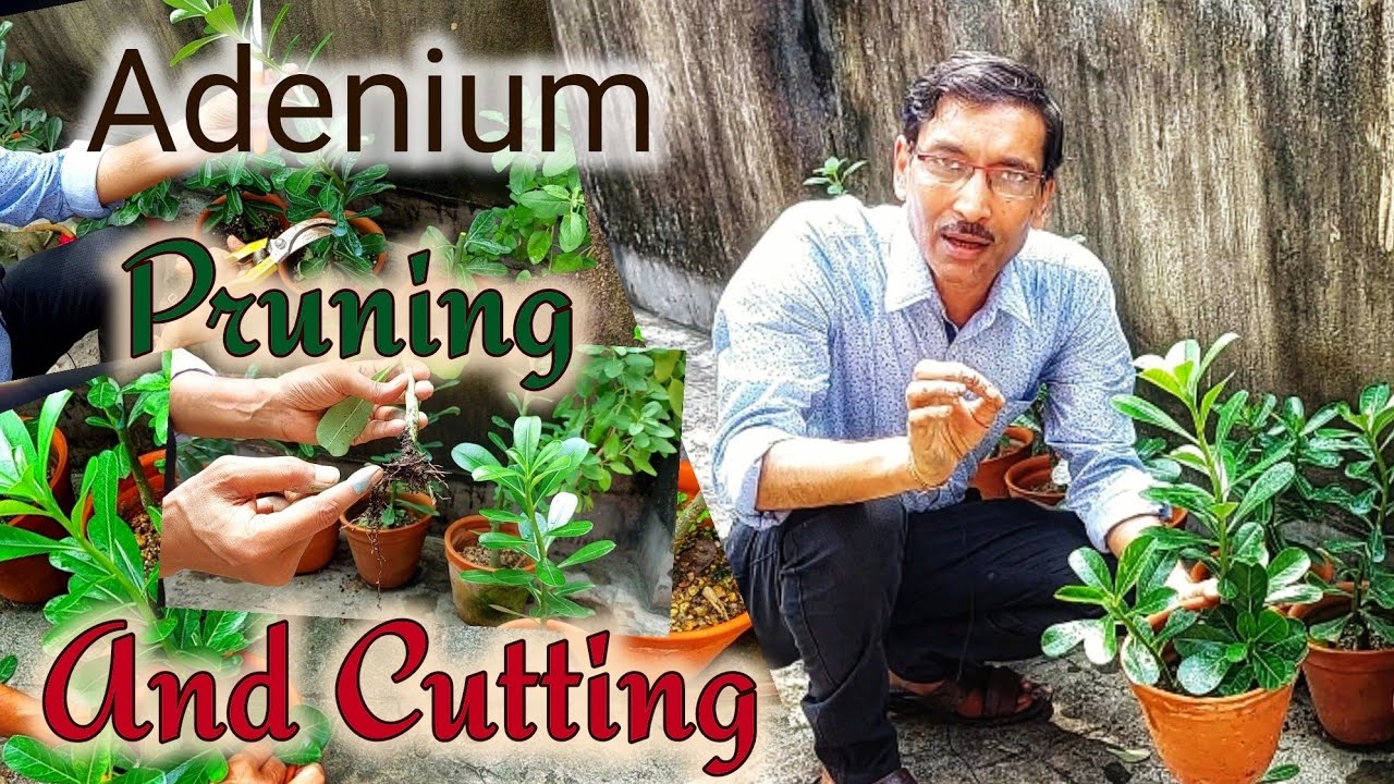 How to Prune and Propagate Adenium  through Cuttings