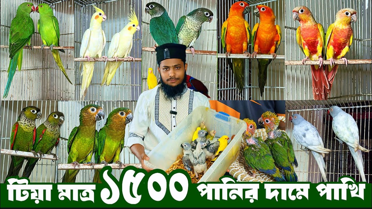 Birds in the water | Only 1500 baby parrots | Cockatiels, conures, lories and parrots are available. 