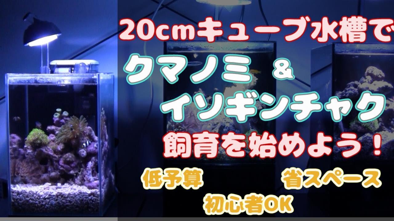 20cmキューブで始めるクマノミ・イソギンチャク飼育