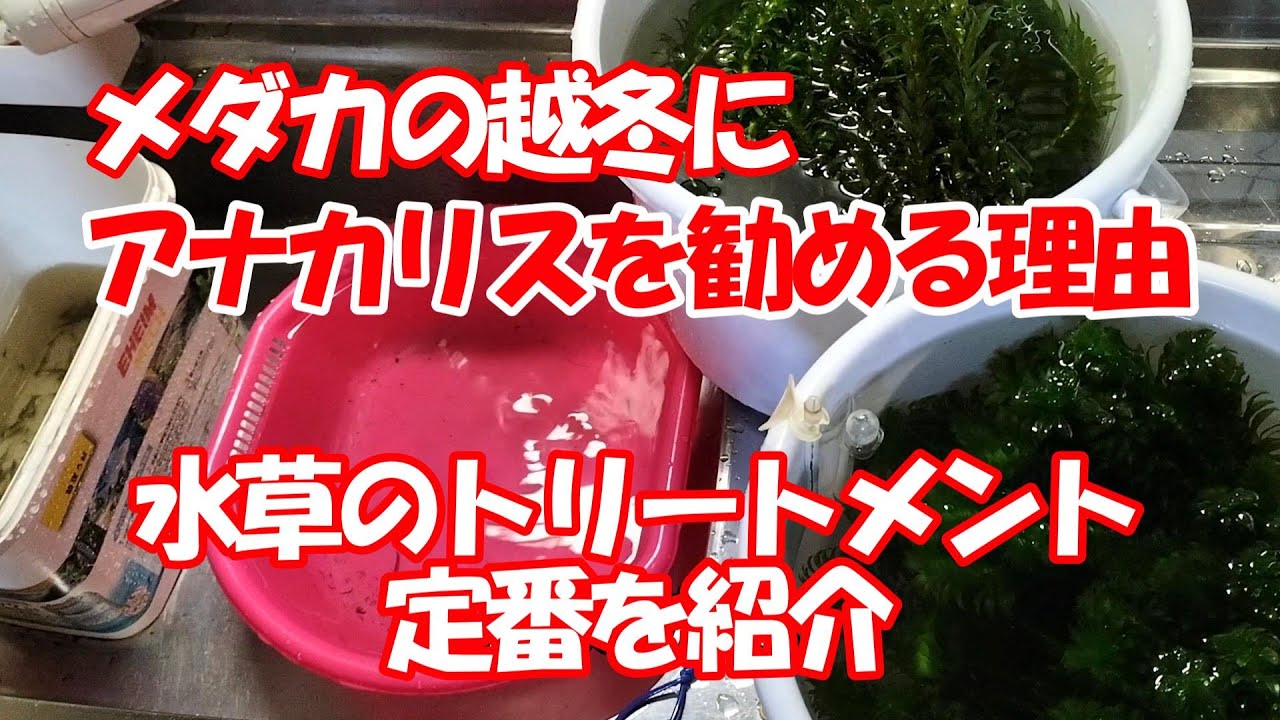 アナカリス採取とエビ採取～アナカリスが優秀な理由とトリートメント方法・イトトンボのヤゴは益虫扱い