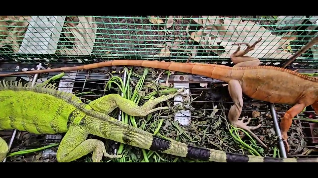 Iguana Rồng đất Nam Mỹ khá hung hăng 