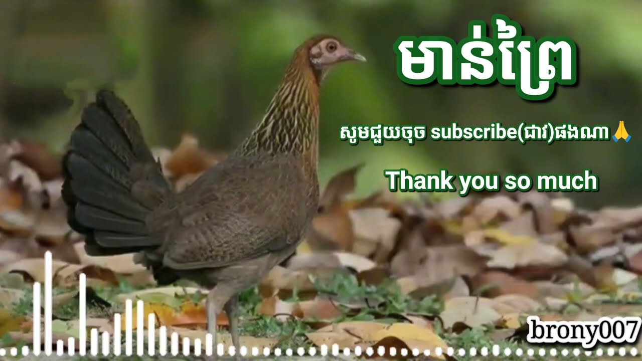 សំឡេងមាន់ព្រៃធ្នាក់មេ ធានាដេញ100% Ep 68 /The sound of wild chickens