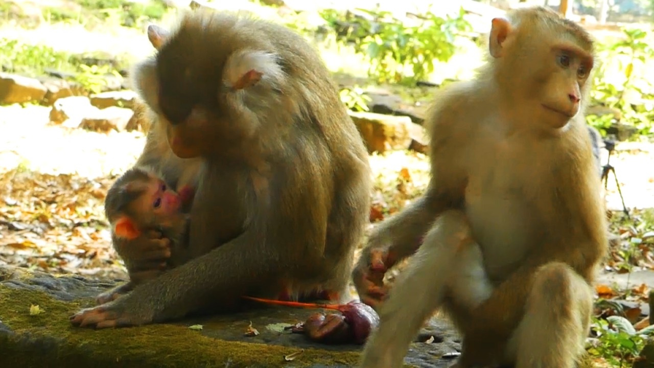 So Cute! Does the Newborn Baby Monkey&rsquo;s Face Look Like Pongo? | RB Leo & Lily welcome🙈💞