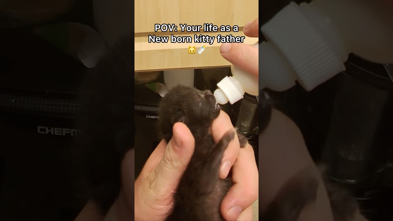 This is a big accomplishment for mini meow😦seeing for the first time!!!! #pov #newbornkittens