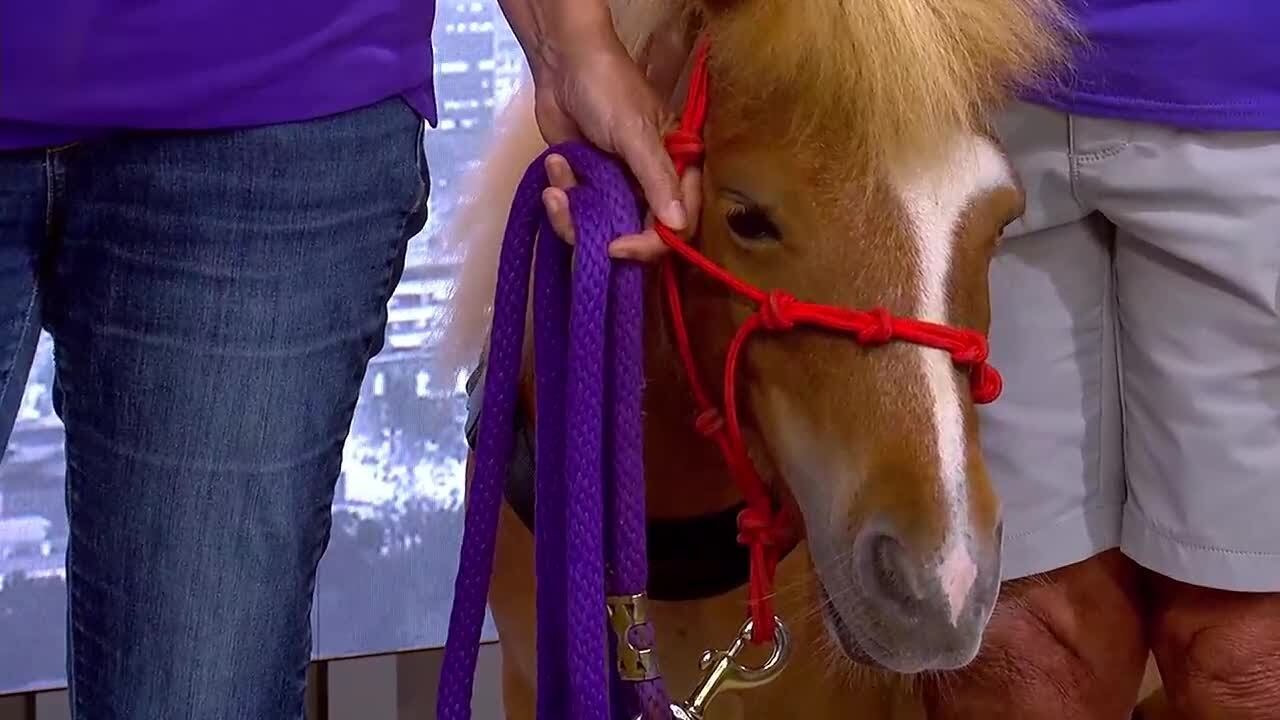 Tiny Trotters mini therapy horses bring joy across the Upstate