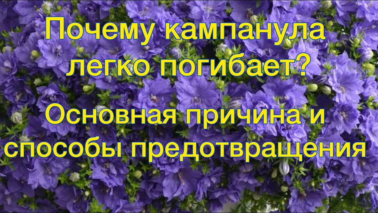 Как правильно поливать кампанулу: частота, объём и особенности полива