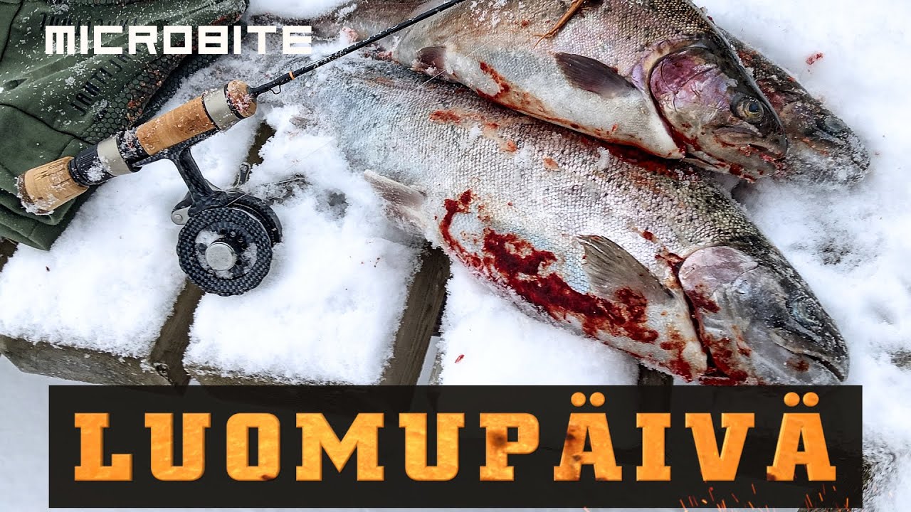 Kirjolohelle kelpaa luomut  / Hyv&auml; p&auml;iv&auml; Palokilla