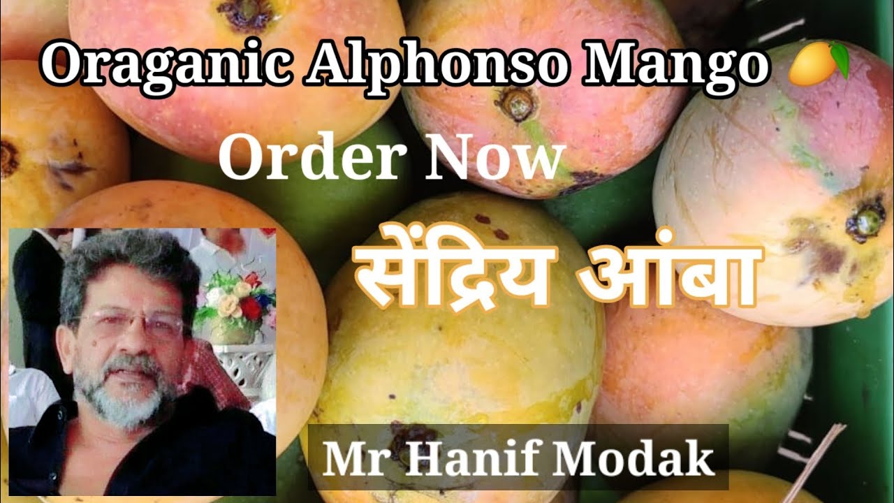 Organic Alphonso | Order Now | Organic Hapoos | सेंद्रिय आंबा #HanifModak