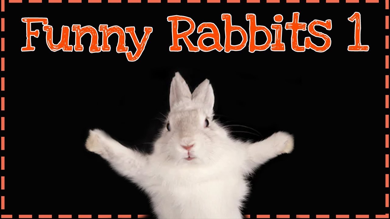 ŚMIESZNE KRÓLIKI ODC.1 | Funny rabbits | Funny animals | Uszatkowe Rady