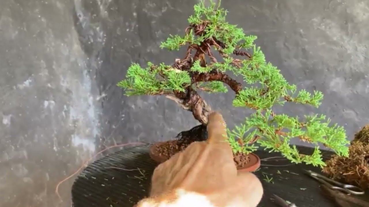 Impostazione itoigawa juniper 02 06 21