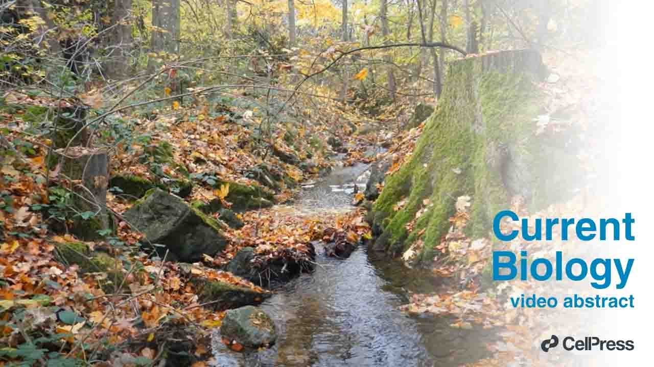Seasonal dynamics of detritus across ecosystems / Curr. Biol., Apr. 8, 2025 (Vol. 35, Issue 9)